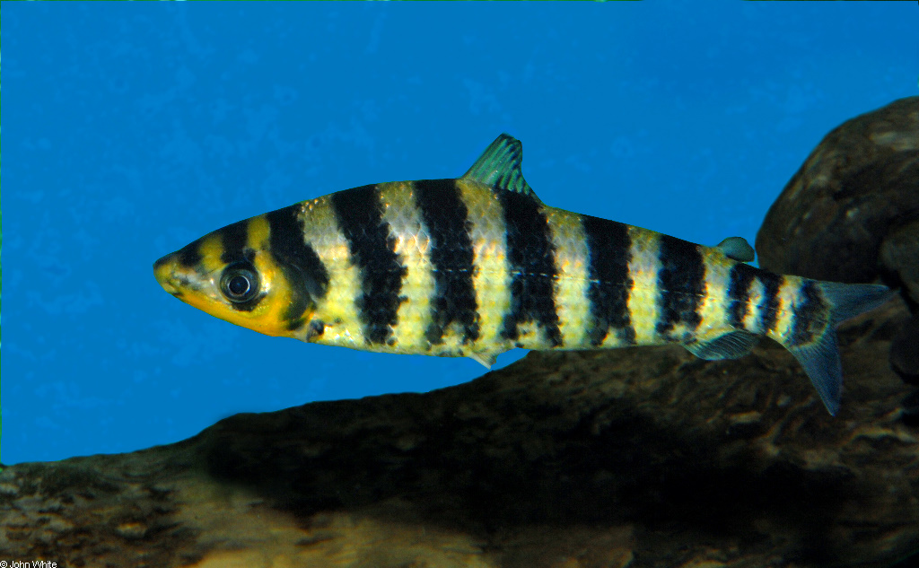 Leporinus fasciatus